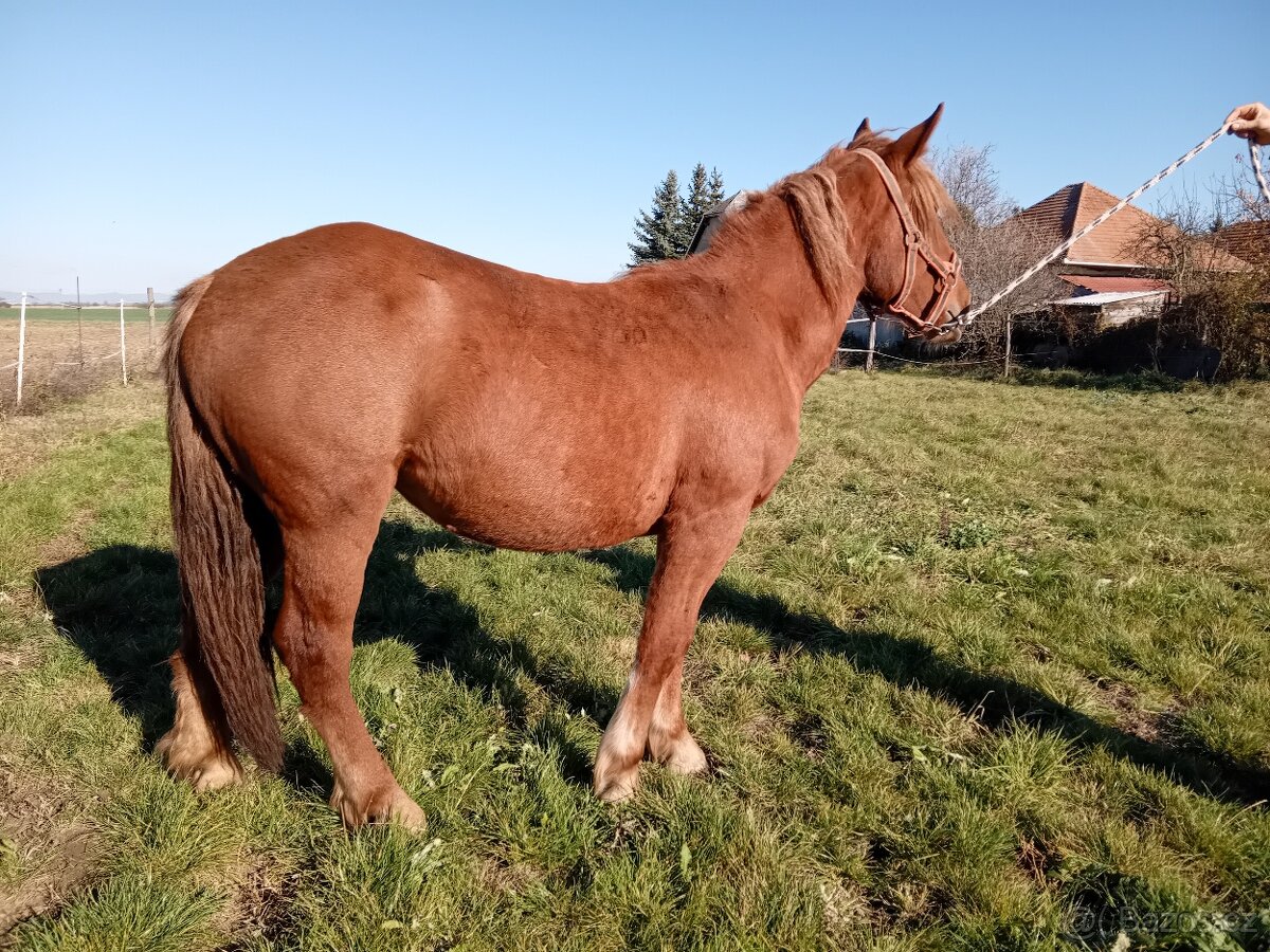 Slezsky Norik kobyla