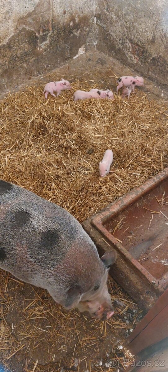 Mini prasátka (Gottingenská)