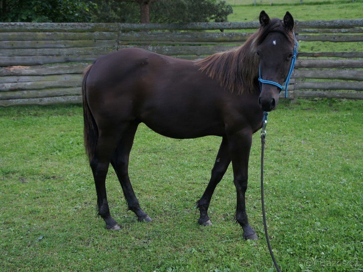 Roční  hřebeček AQHA quarter horse, po Smooth Cool Cat