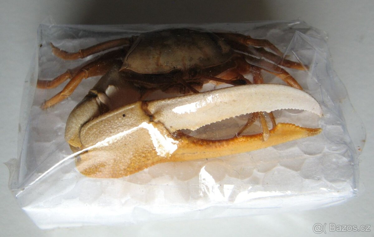 Krab houslista