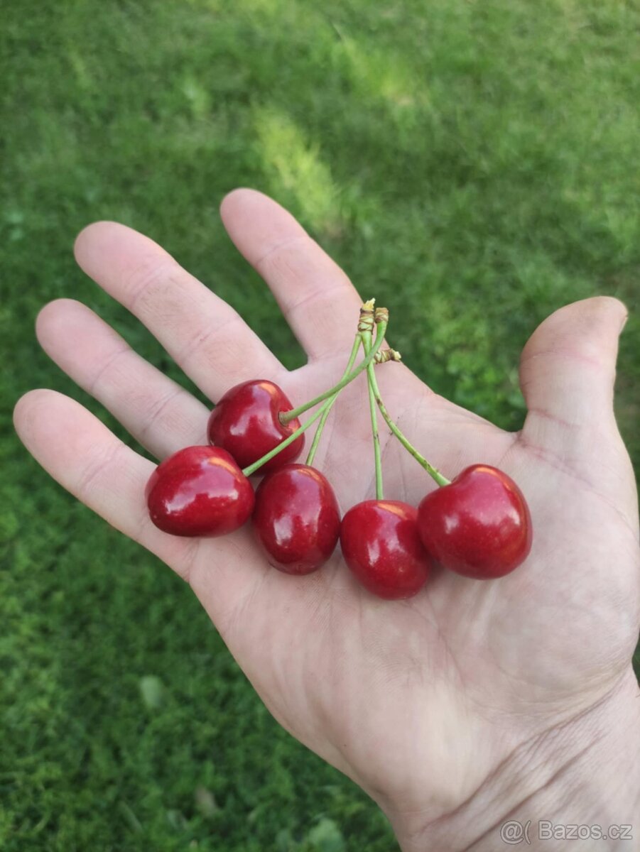 Prodám třešně