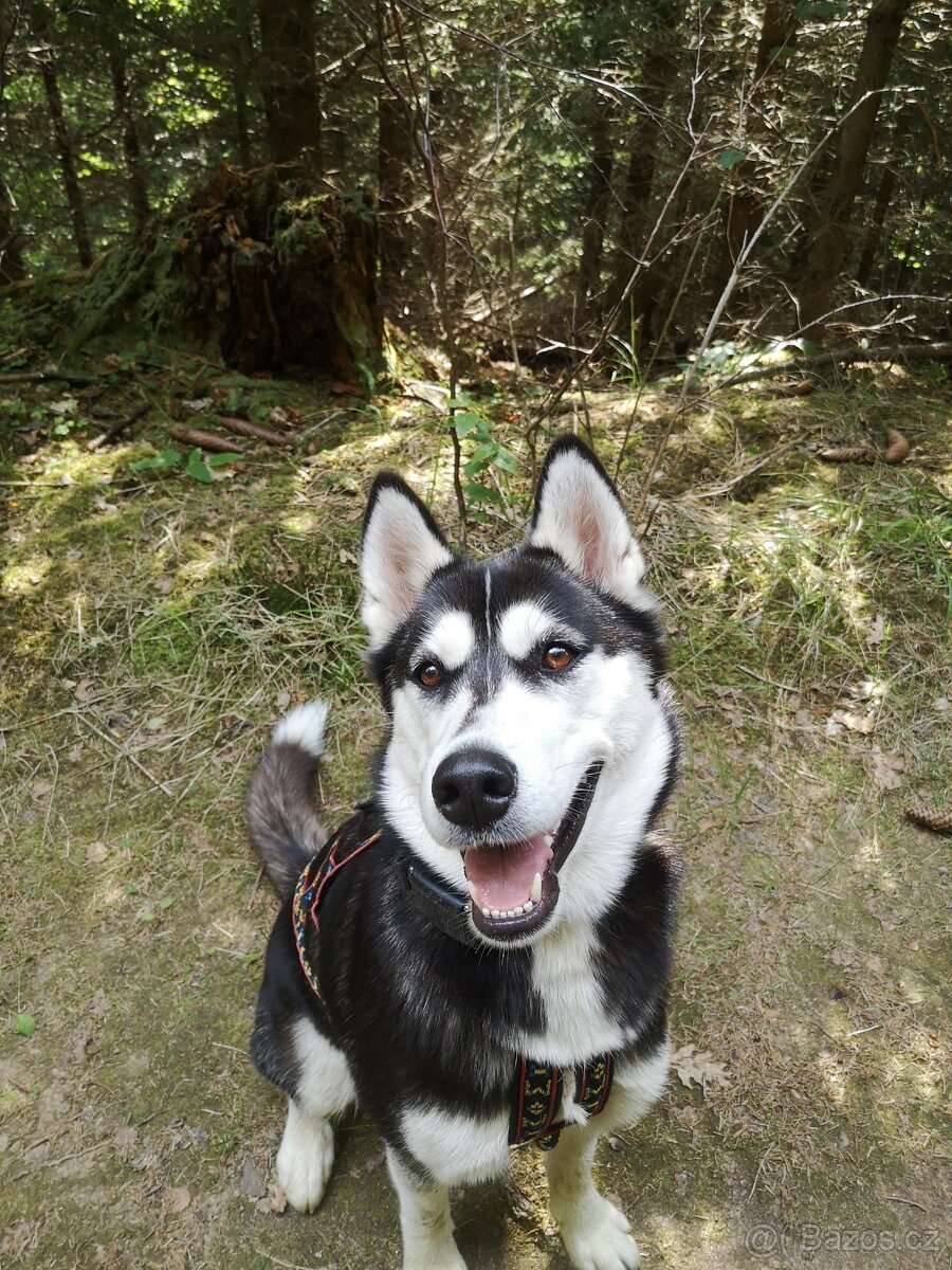 šteně sibiřského huskyho
