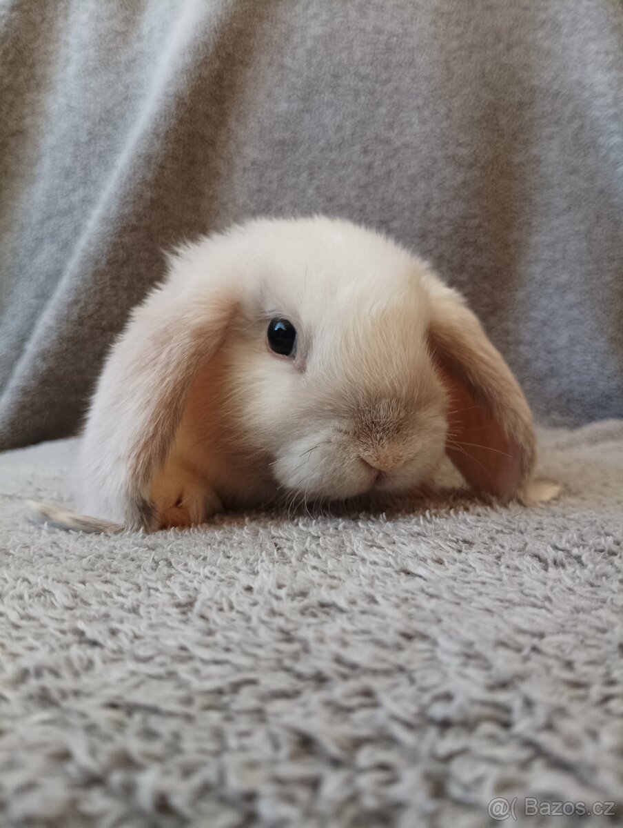 zakrslá samička beránka 🥕