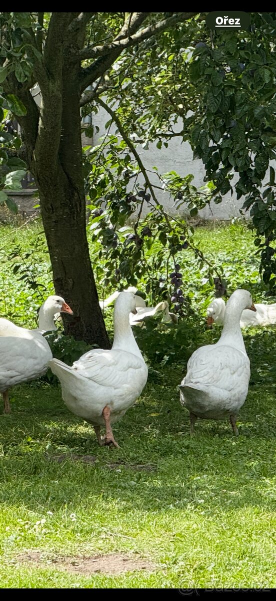 Svatomartinská husička