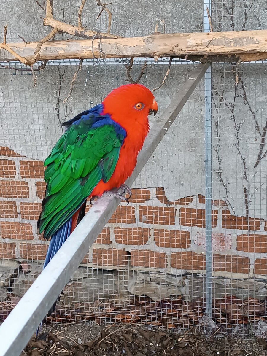 Papoušek amboinský