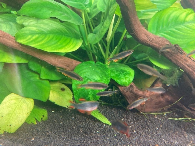 Dánio perlové (Danio margaritatus, Microrasbora Galaxy)