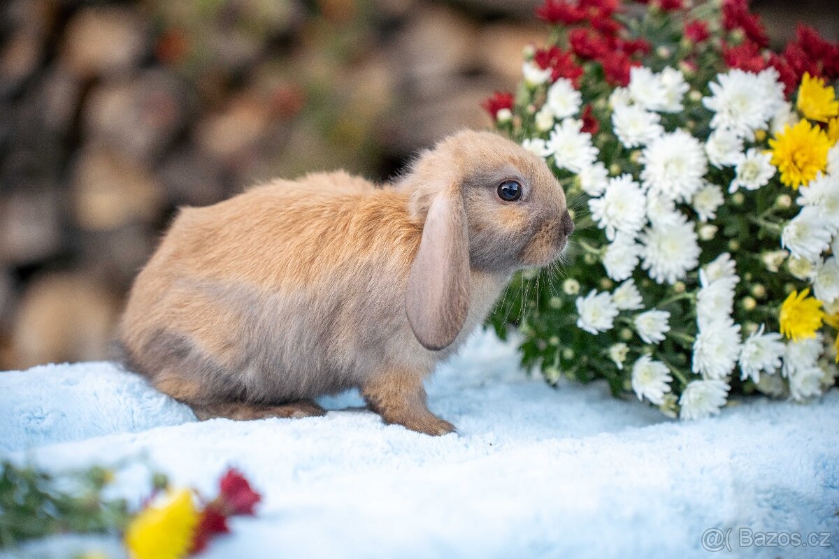 Zakrslý králíčci -  ihned k odběru