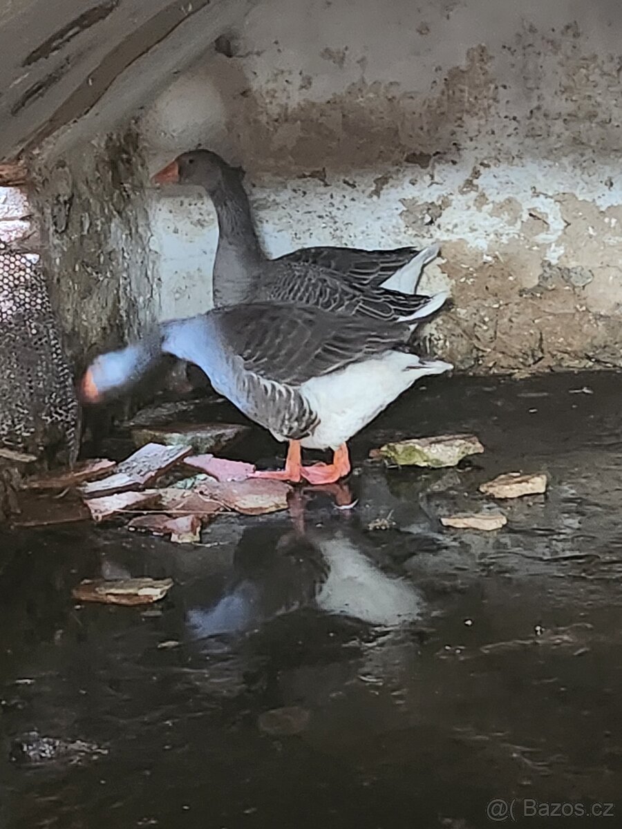 Prodam husy landenska