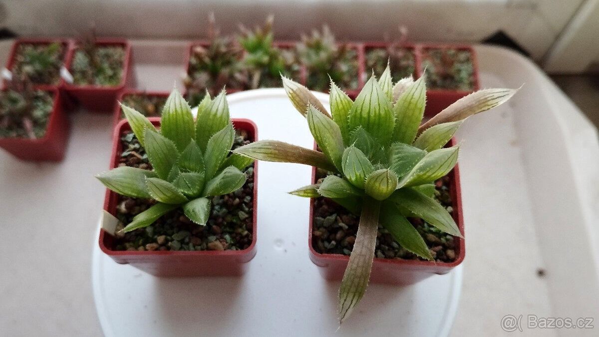 Haworthia cooperi "Sabita" ( sukulent )
