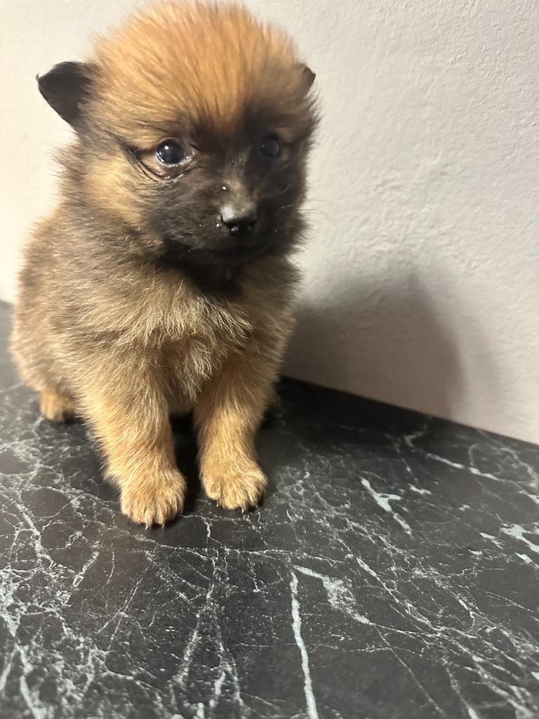 Pomeranian bez pp
