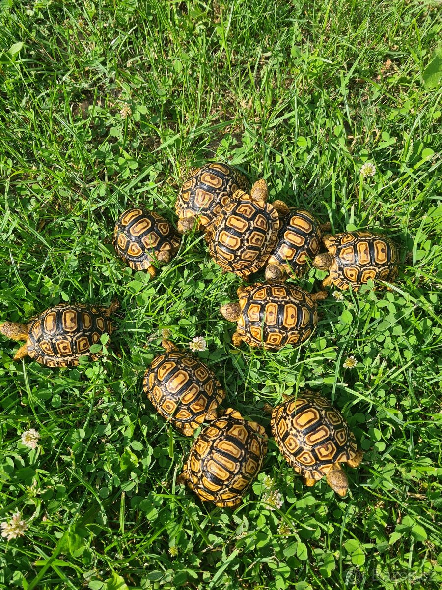 Želva pardálí - Stigmochelys pardalis babcocki