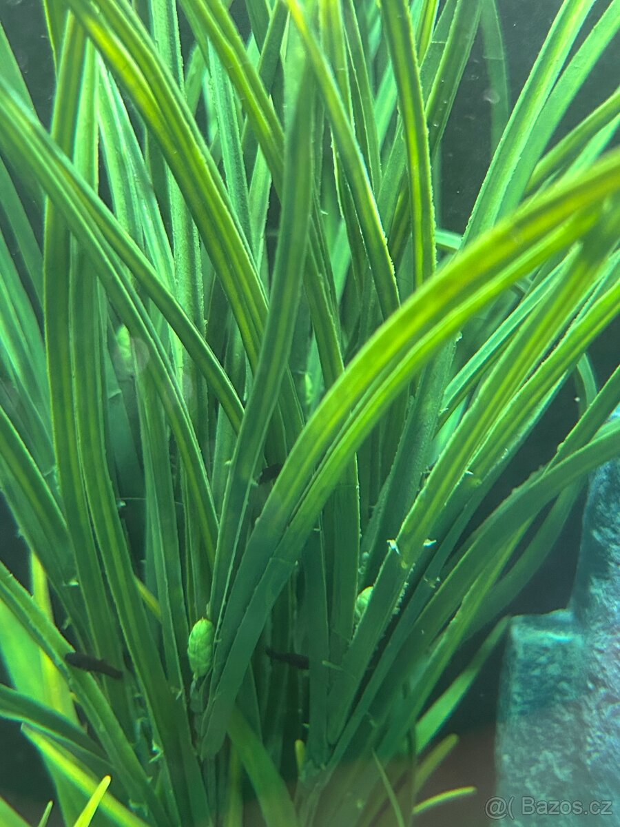 Daruji akvarijní rybičky Black Molly