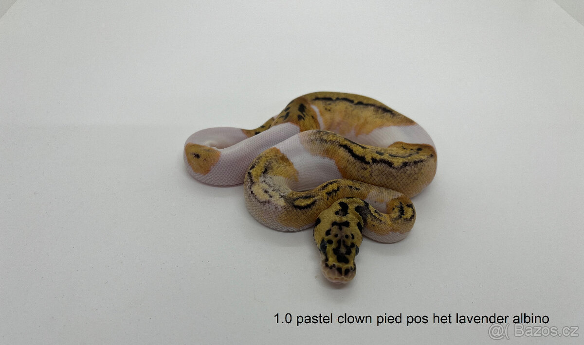 Krajta královská (Python regius)