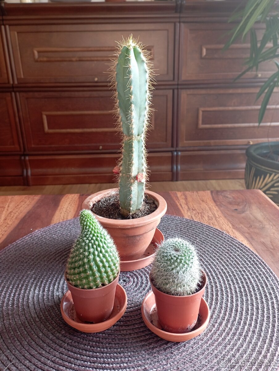 3x kaktus