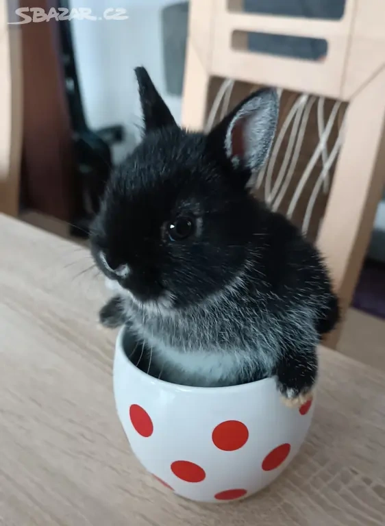 Zakrslý králík bilopesikatý černý