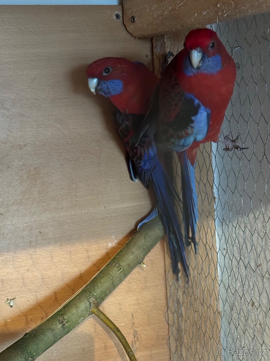 Prodám rozela penant - chovný pár