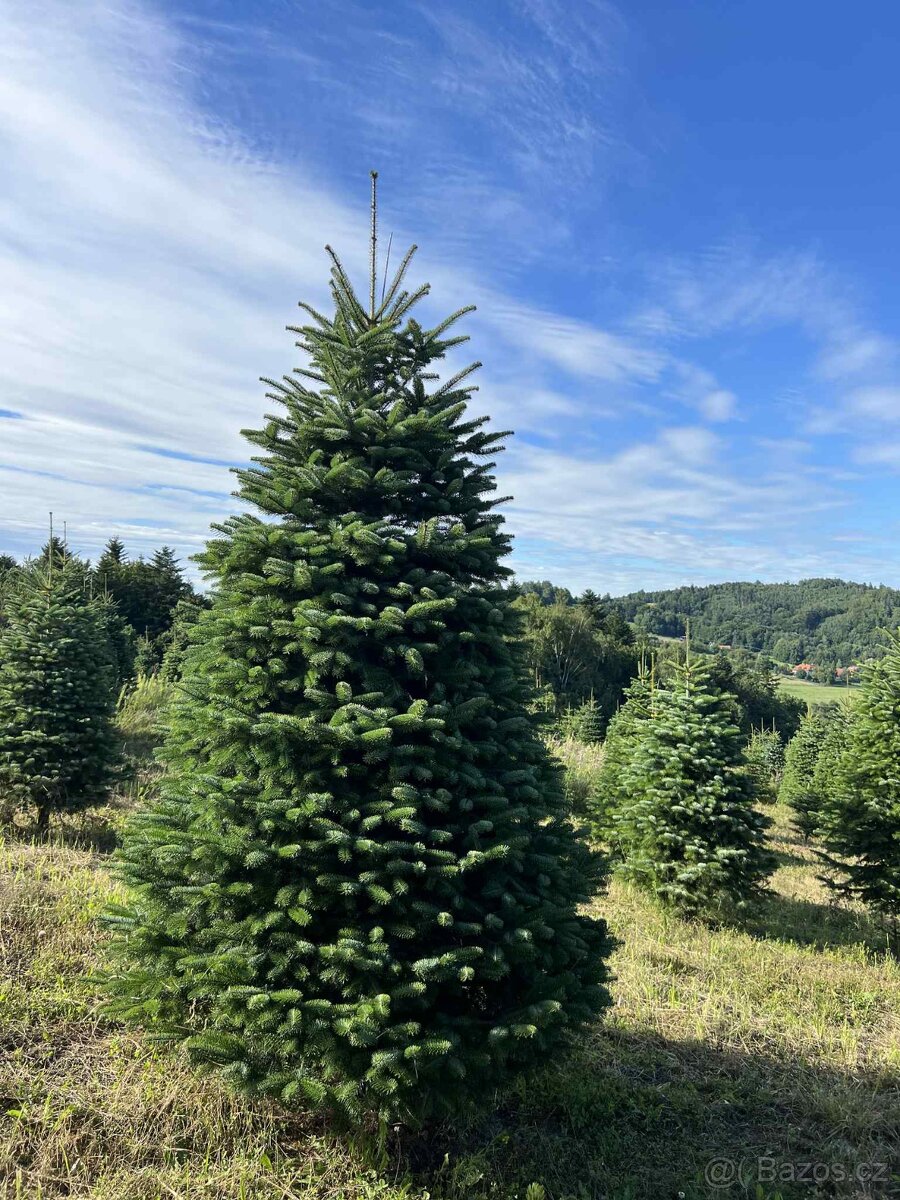 Vánoční stromky z Beskyd (vlastní produkce)