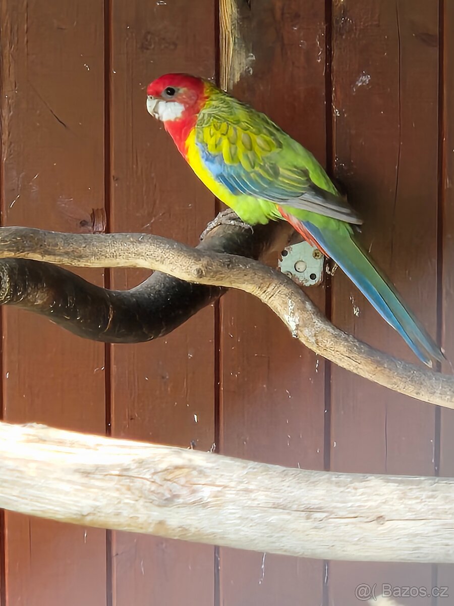 0,1 rosela pestrá chovná
