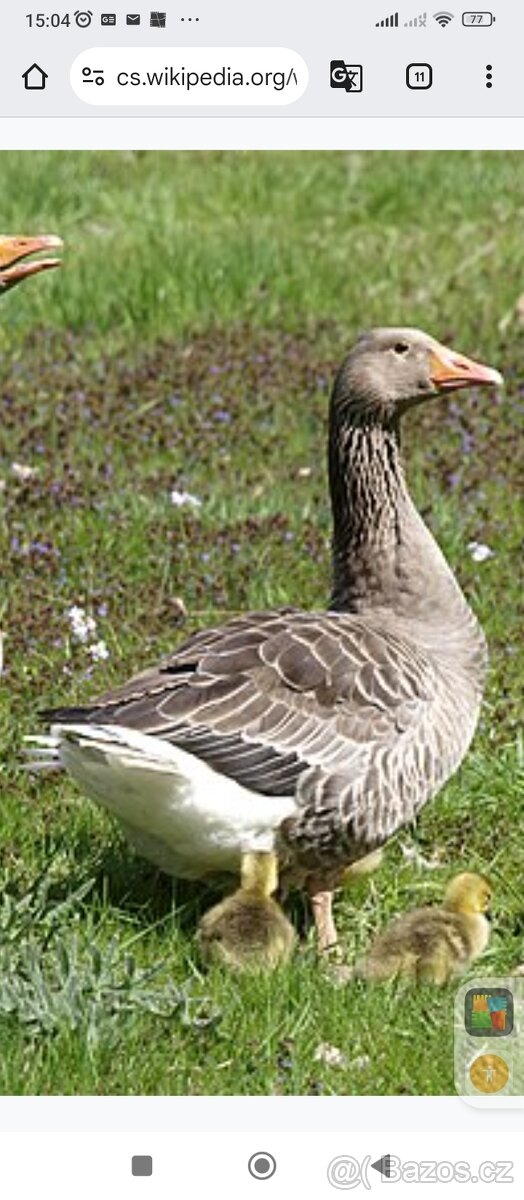 Husa landenske a Pomořanska vz