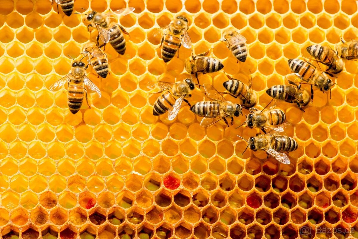 Včely- vyzimované oddělky