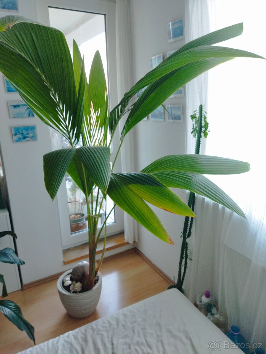 Palma - pokojové rostliny