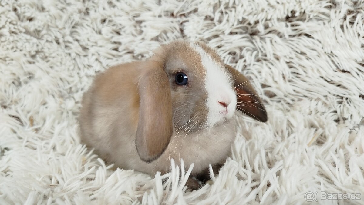 Zakrslý beránek, králíček,králík- TARA