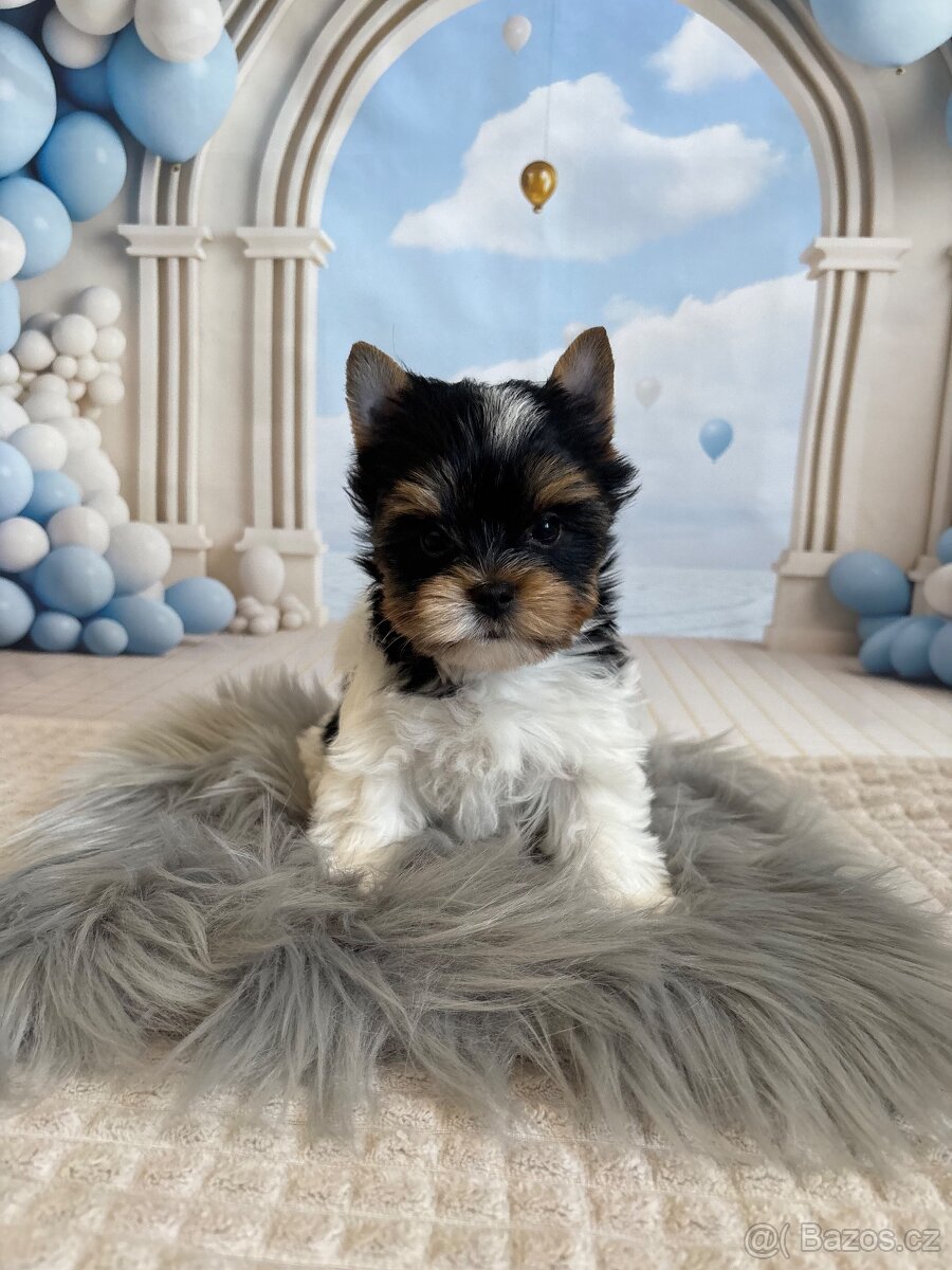Biewer Yorkshire Terrier s pp