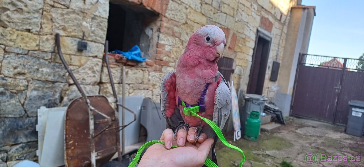 Dokrmeny mazlici kakadu ruzovy