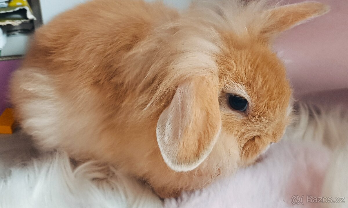 Mládě samička minilop/lvíček