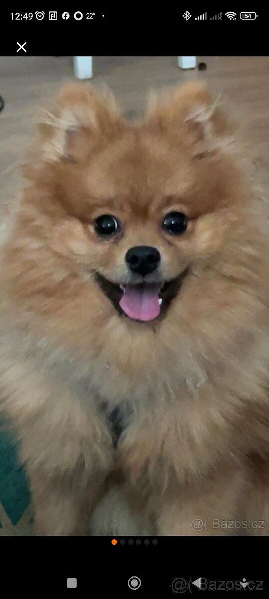 Pomeranian pes