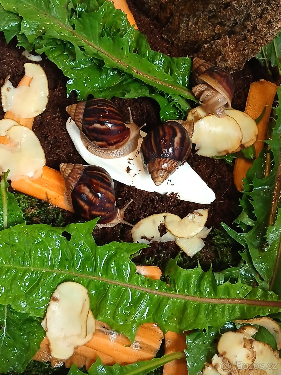 šnek  africký  -  oblovka  žravá