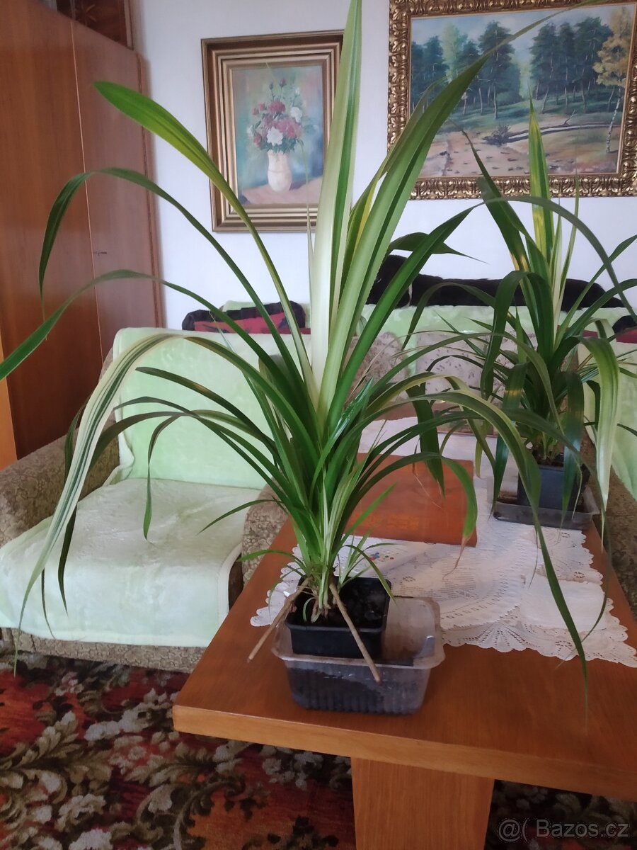 Dekorativní pandanus