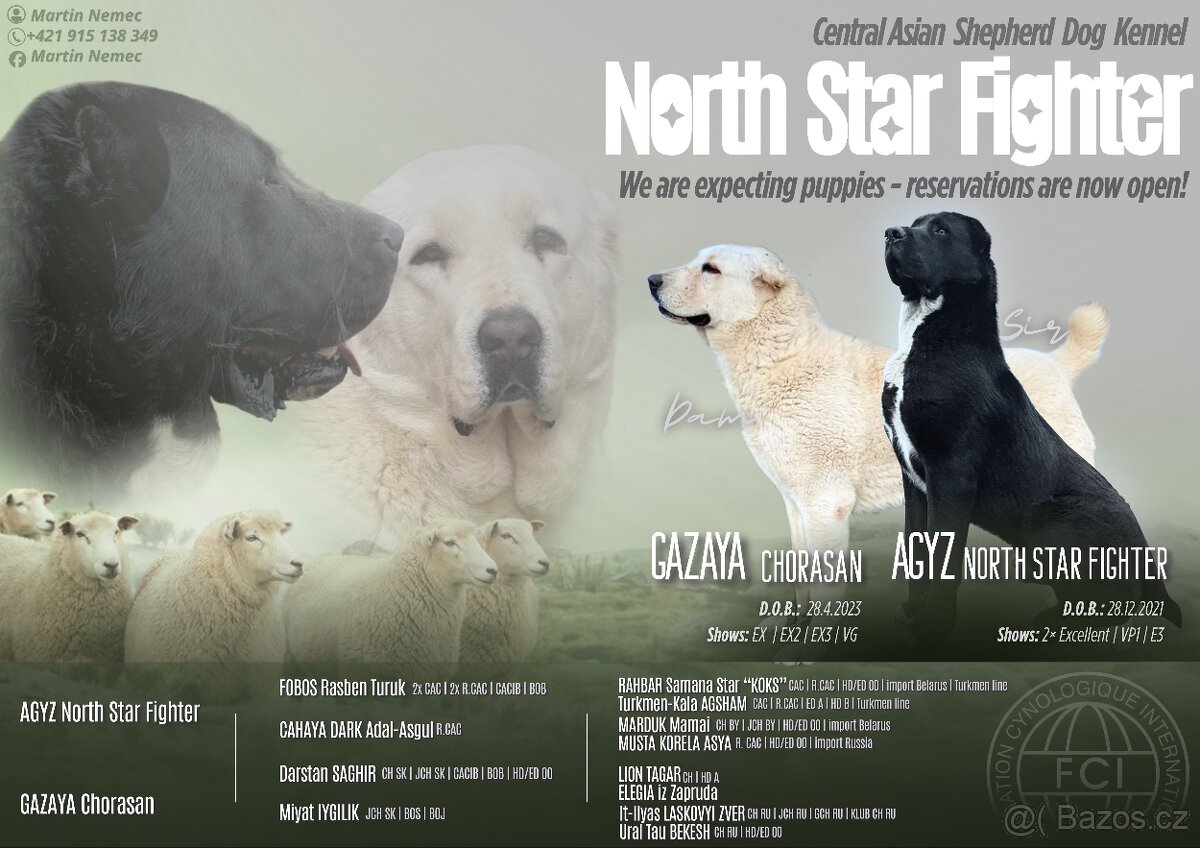 Středoasijský pastevecký pes - SAO