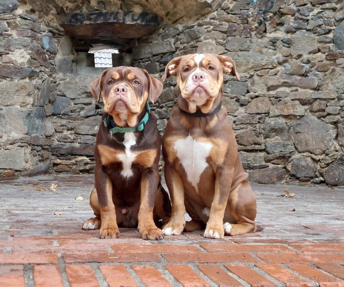 Staroanglický buldok/Old English Bulldog (OEB)