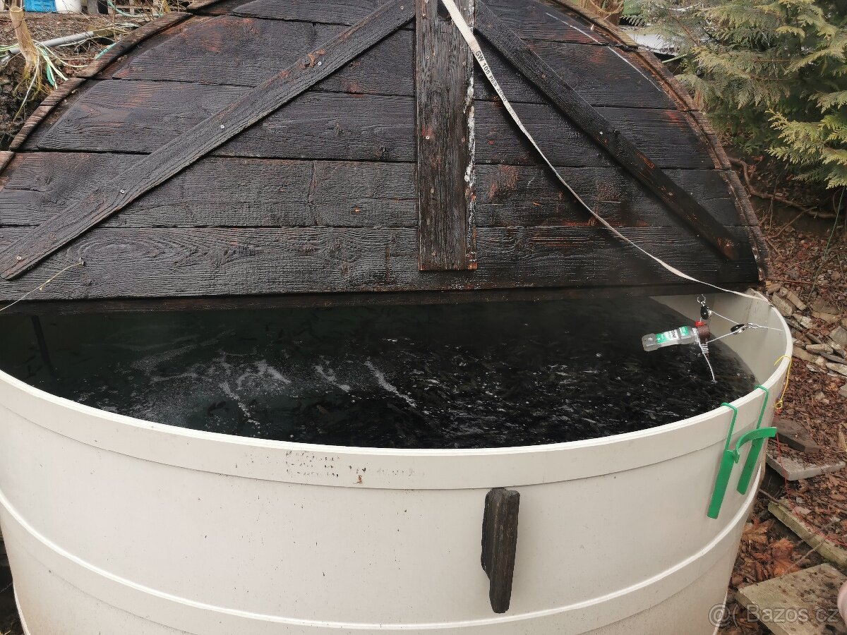 Nasada pstruha duhového.