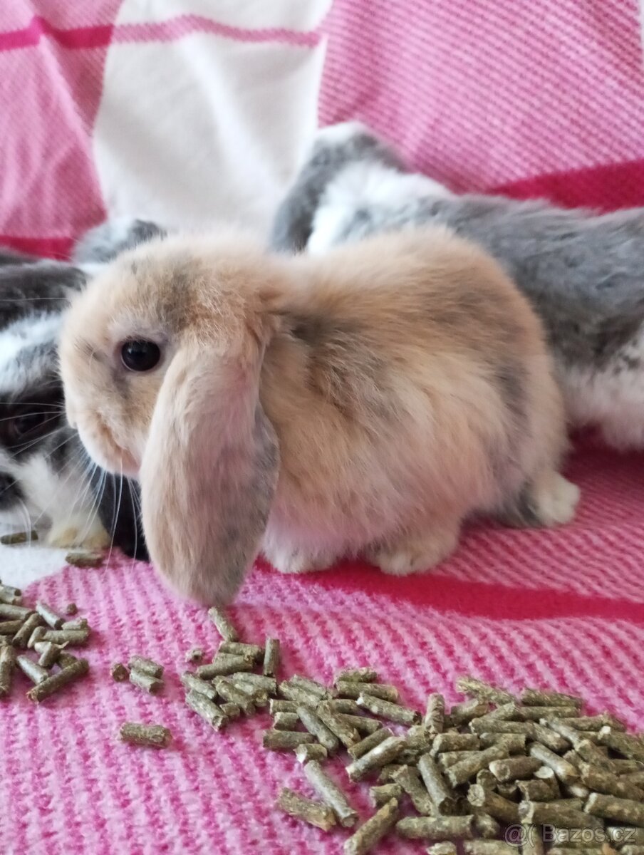 Zakrslý beránek králíček