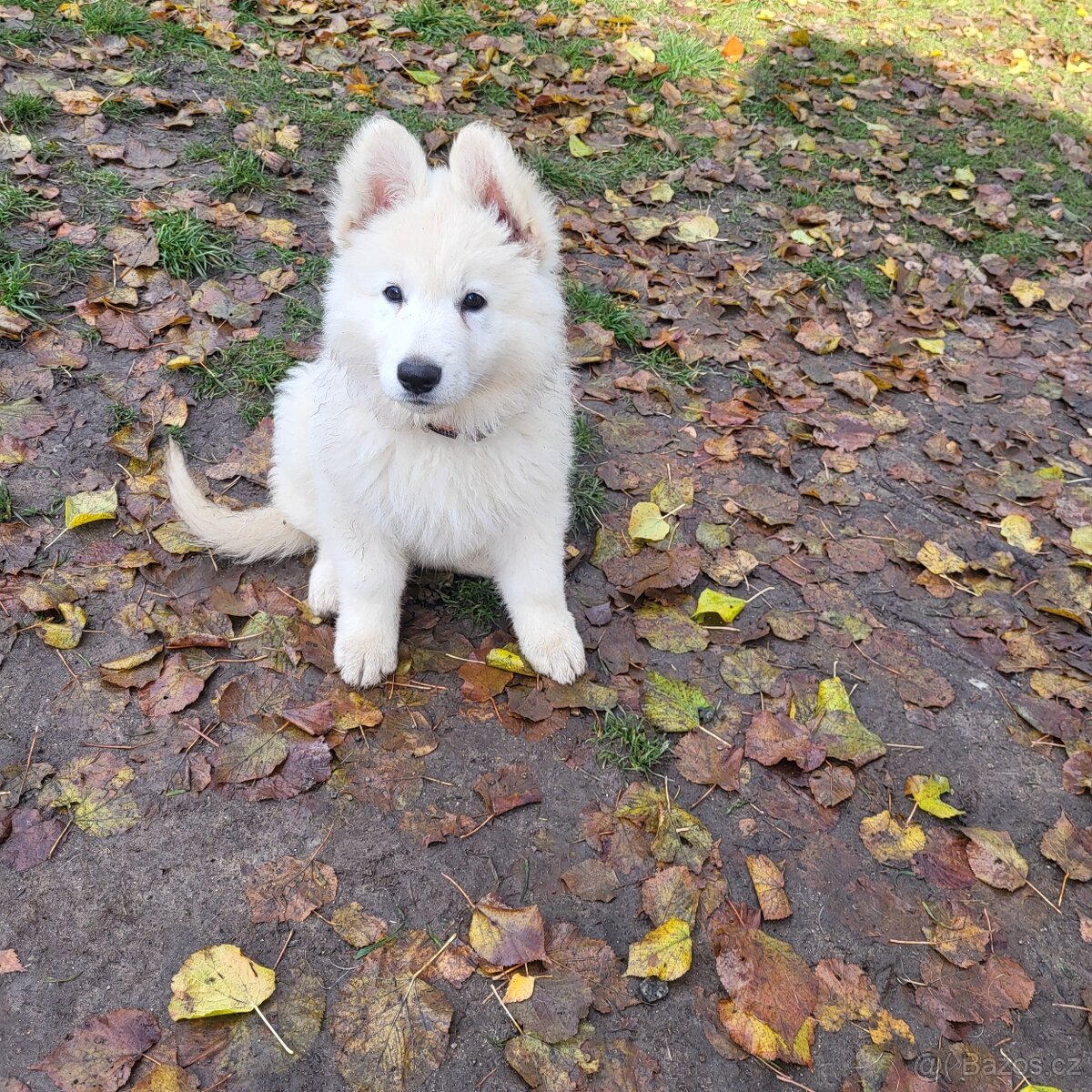 Bílý švýcarský ovčák s PP