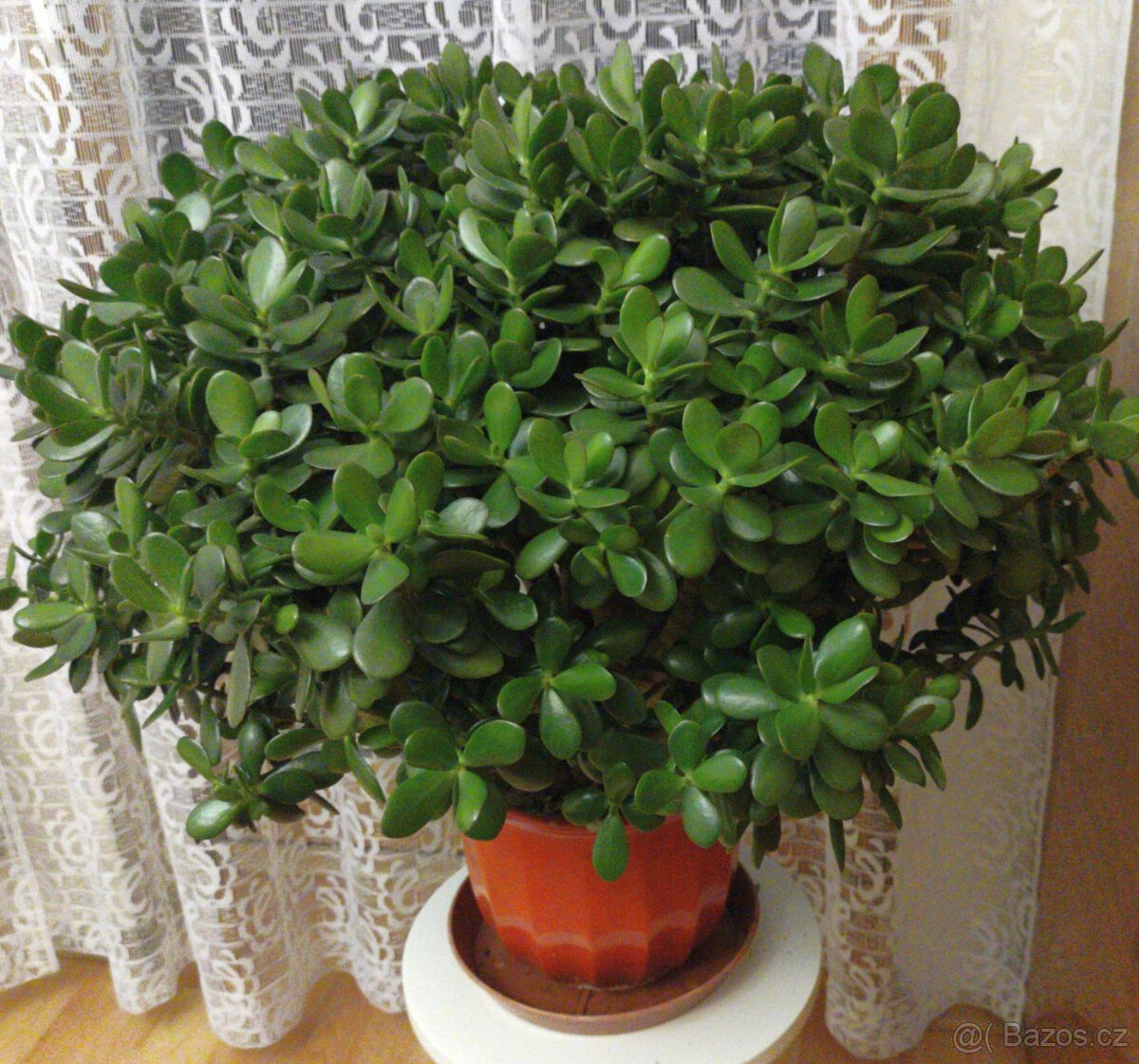 Tlustice - velká dekorativní rostlina