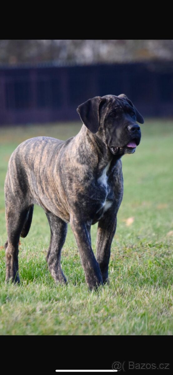 Cane Corso s PP FCI