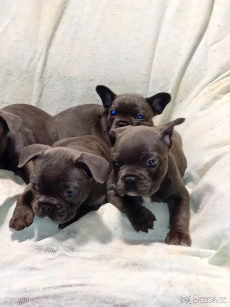 Francouzský buldoček