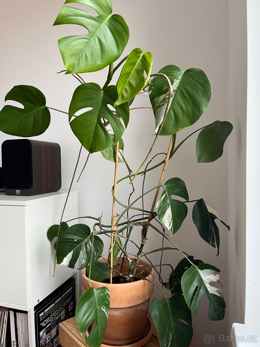 Monstera albo variegata