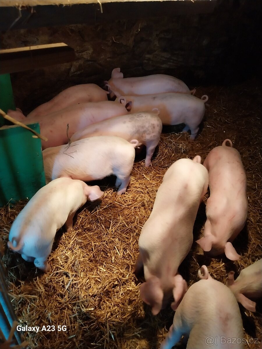 Selata prodej