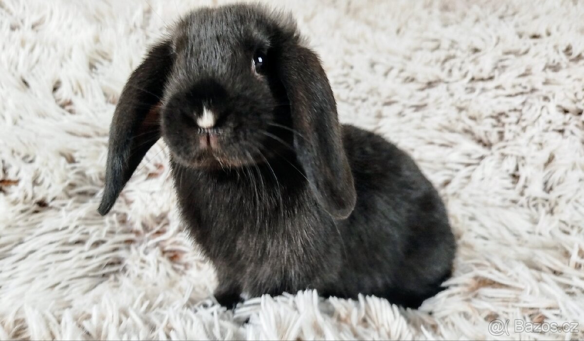 Zakrslý beránek, králík, králíček - PEGGY