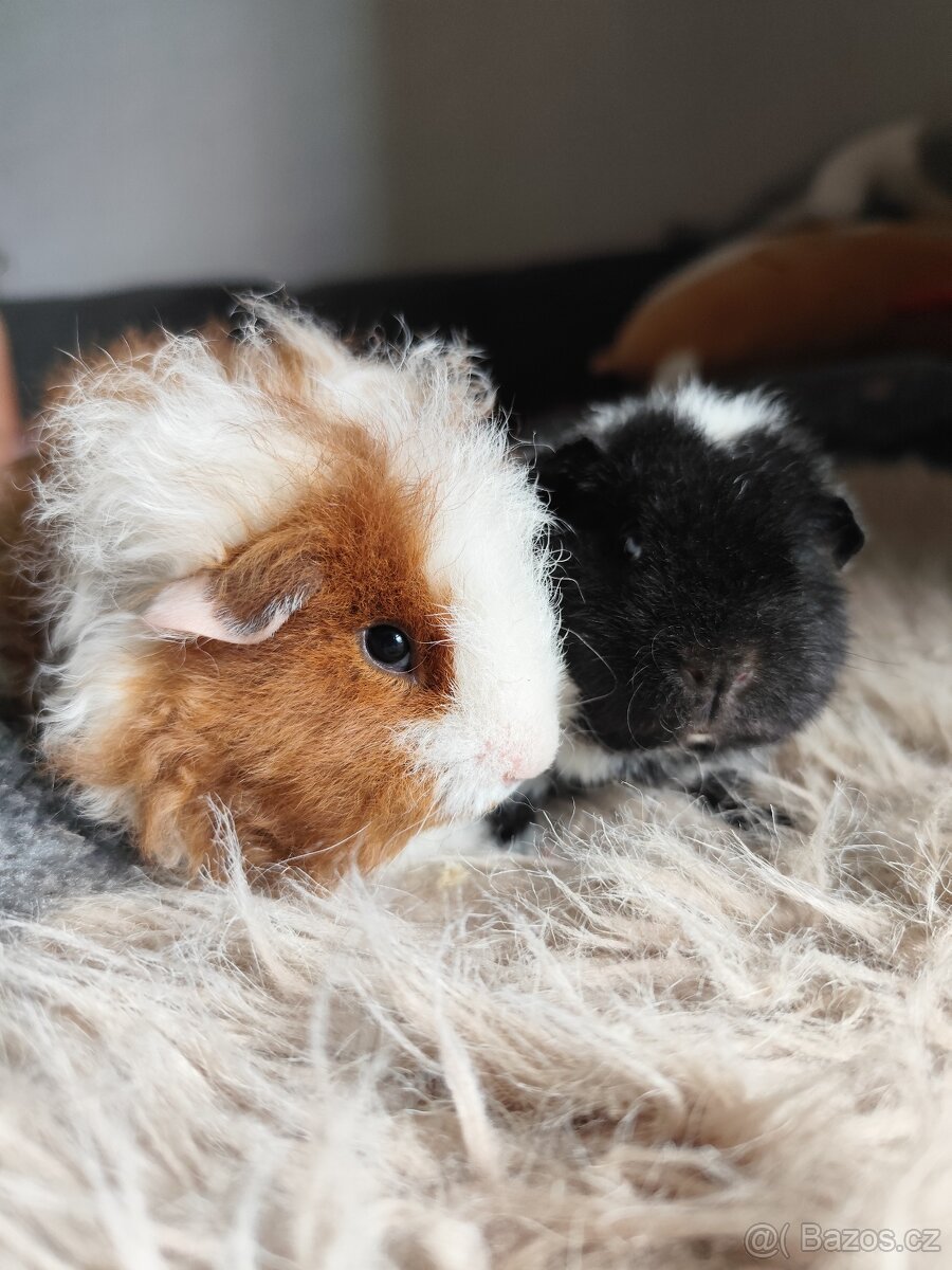 Morče / morčata samičky Texel a US Teddy