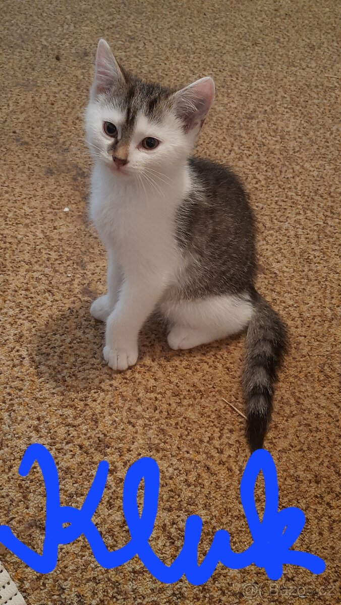 Koťátka