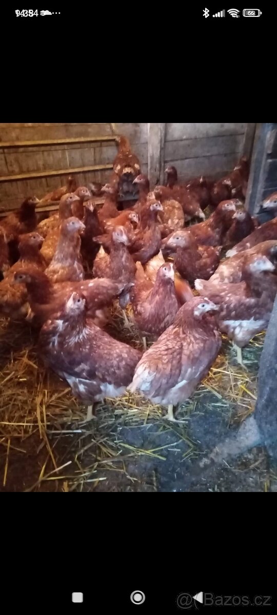 Slepice,kuřice,nosnice