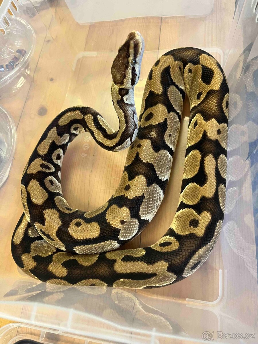 Krajta královská pastel