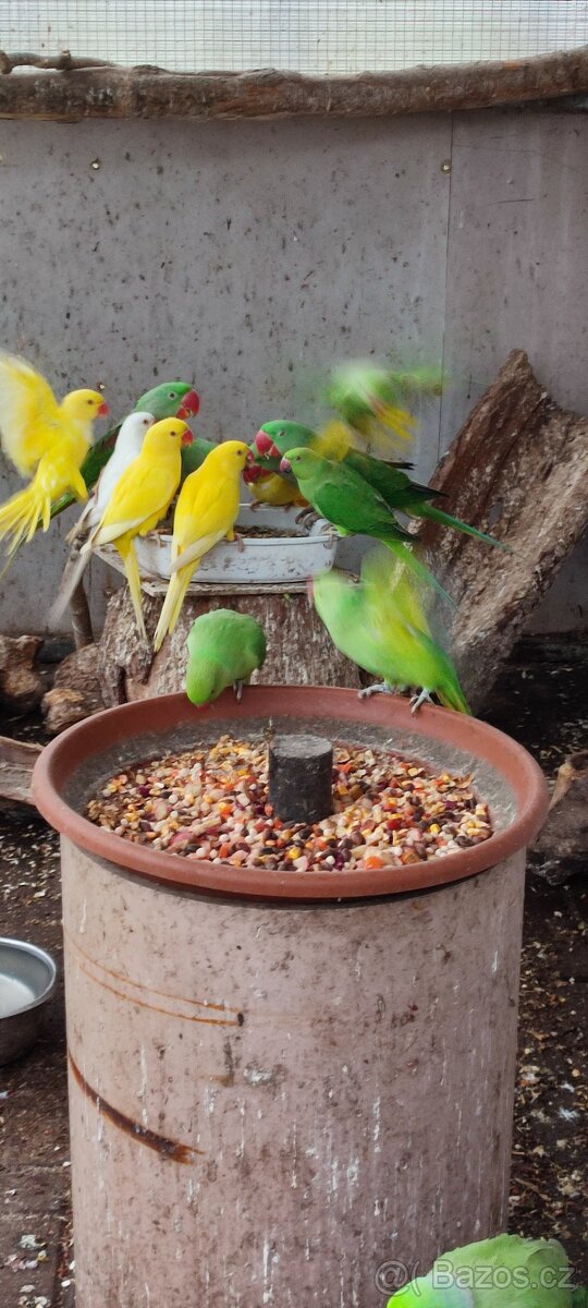 Prodám Alexandr malý přírodní