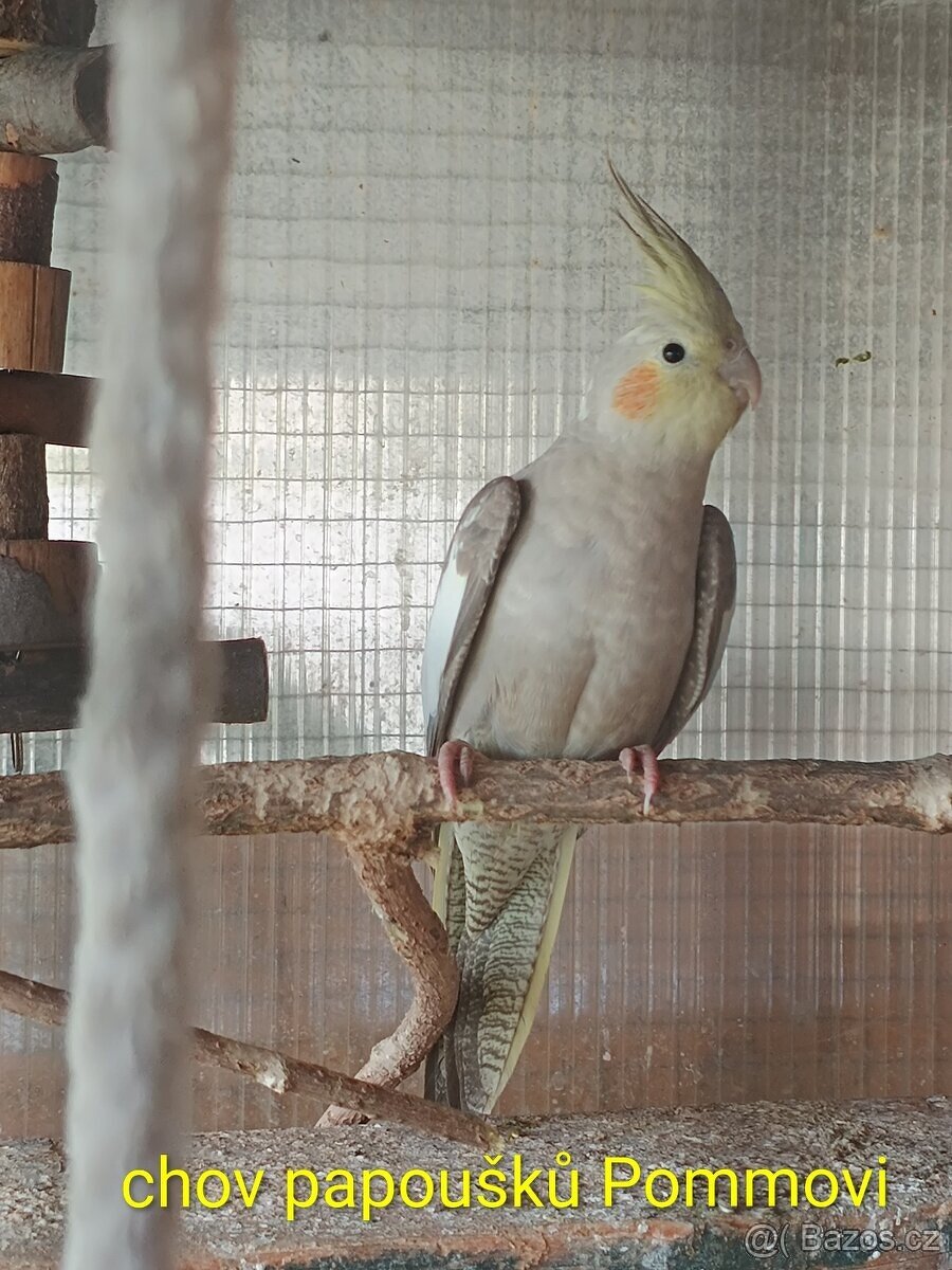 Andulka a korela chocholatá r.2025 - samice