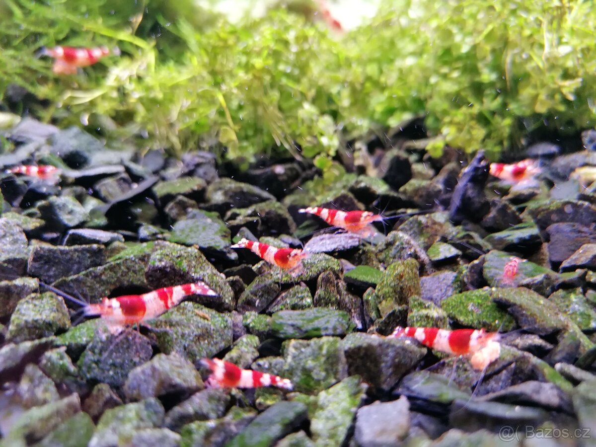 Krevetky Caridina Crystal red